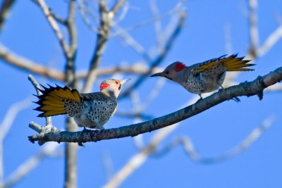 Northern Flicker1.jpg