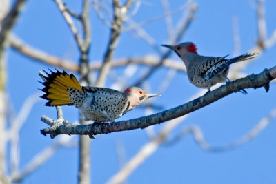 Northern Flicker2.jpg