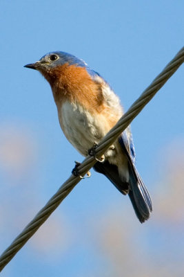 Eastern Bluebird.jpg