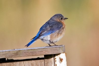 Eastern Bluebird_2.jpg