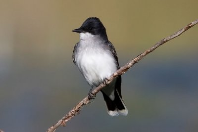 Eastern Kingbird_3.jpg
