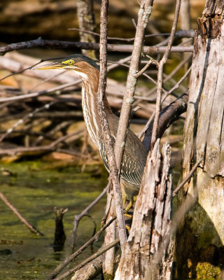 Green Heron.jpg