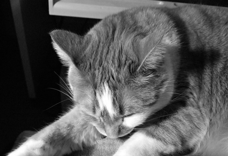 DSCF2624 In My Lap