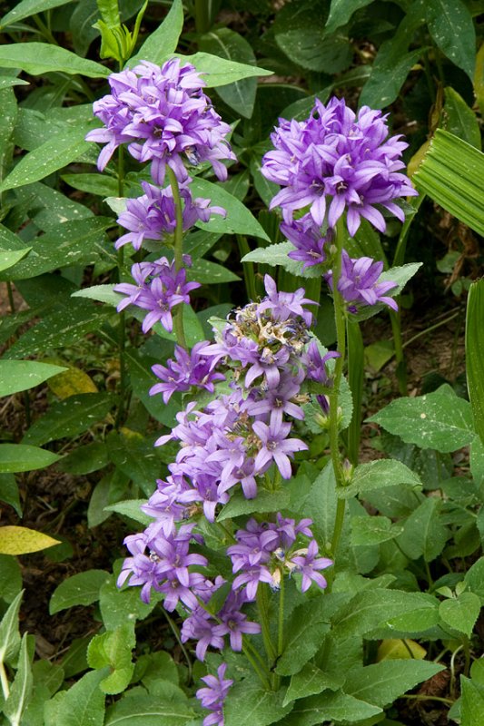 IMG_0094 Pretty Lavender Flowers