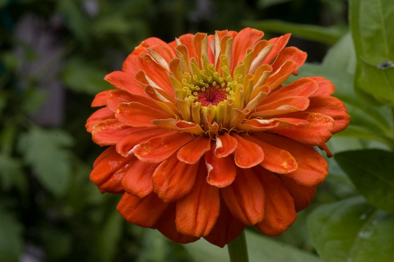 _MG_7973 Zinnia