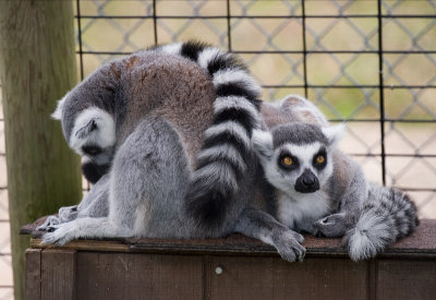 EPV0273 ringtailed lemurs...