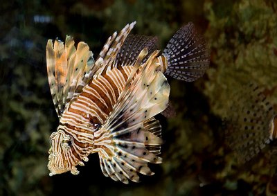 Lionfish