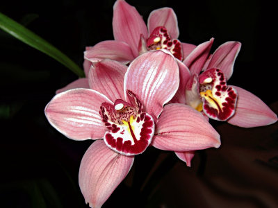 Priscilla's Orchids