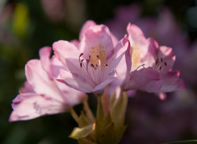 IMG_0016 Rhododendron