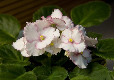 IMG_0010 African Violet