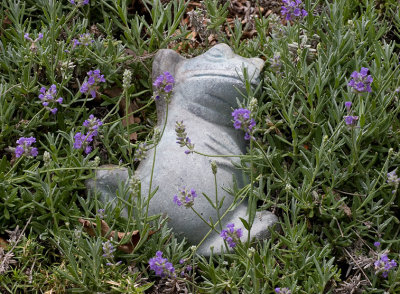 _MG_7535 Oh that lavender.