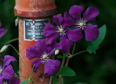 _MG_0053 Clematis on Pipe