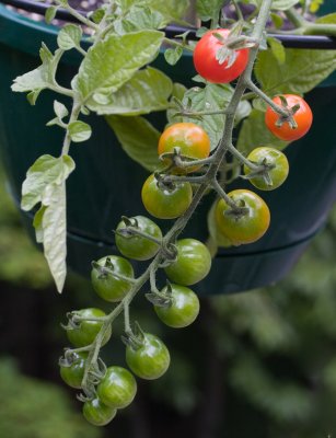_MG_8006 hanging pot tomatoes