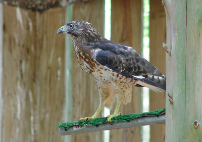 DSC02447 Hawk