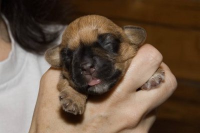 8-day old Dandie Dinmont Puppy