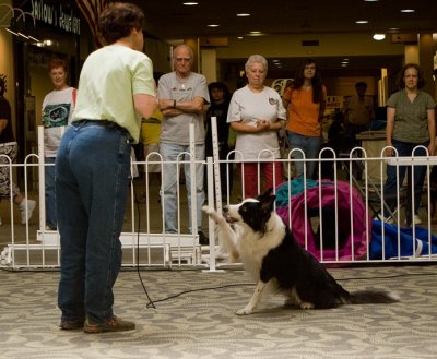 Tammy Rudd and her Wonder Dog Shebang