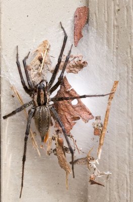 _MG_8722 Big Spider