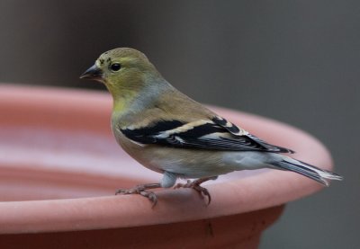 _MG_0322 Gray Day Goldfinch