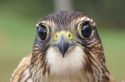 Merlin juvenile male