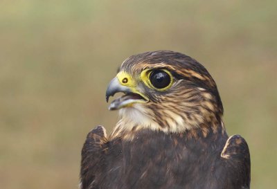 Merlin juvenile male