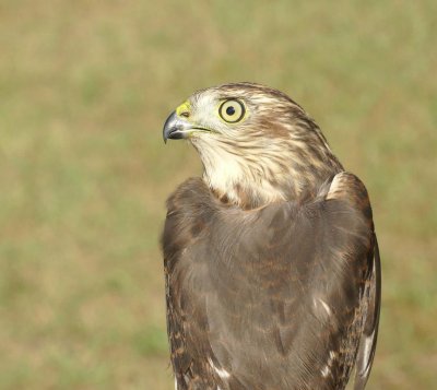 Sharp-shinned Hawk juvenile male