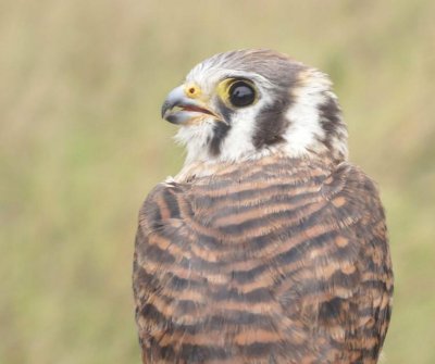 American Kestrel juvenile female