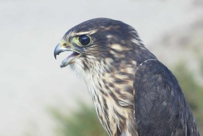 Merlin juvenile male