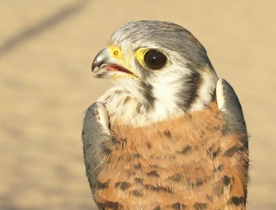 American Kestrel juvenile male