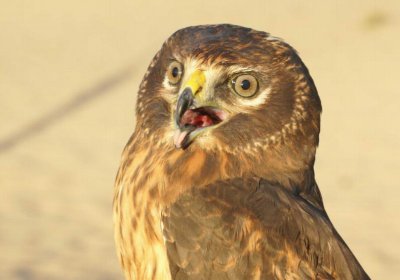 Northern Harrier juvenile female