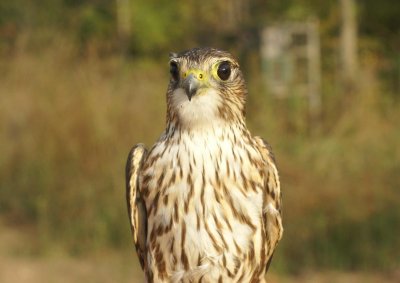 Merlin adult female