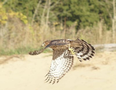 Cooper's Hawk juvenile male
