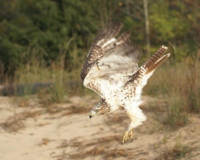 Red-tailed Hawk juvenile