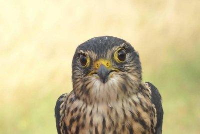 Merlin adult male