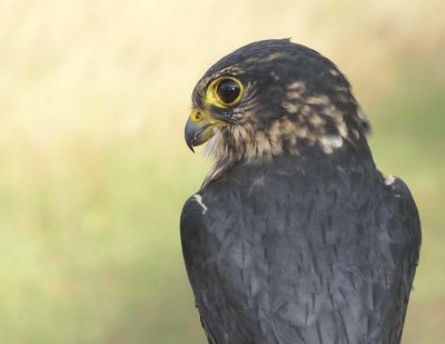 Merlin adult male