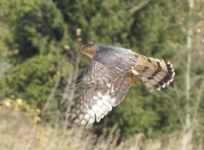 Cooper's Hawk adult male