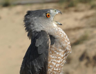 Cooper's Hawk adult male