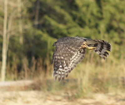 Sharp-shinned Hawk adult male
