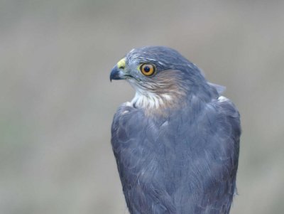 Sharp-shinned Hawk adult female