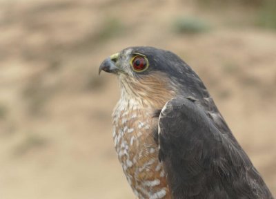 Sharp-shinned Hawk adult male
