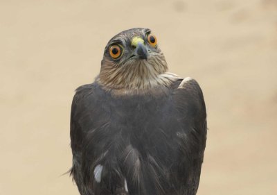Sharp-shinned Hawk adult male