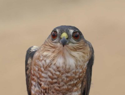Sharp-shinned Hawk adult male