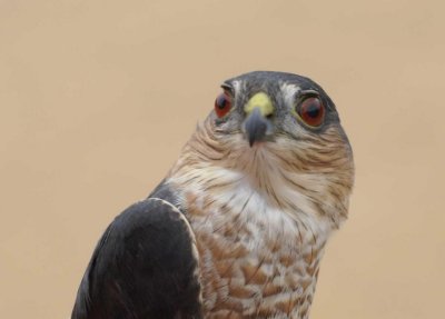 Sharp-shinned Hawk adult male