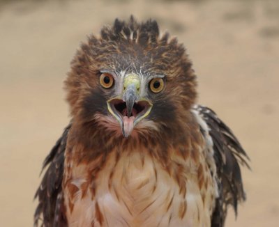 Red-tailed Hawk adult