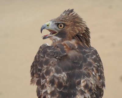 Red-tailed Hawk adult