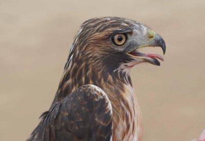 Red-tailed Hawk adult