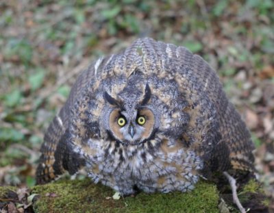 Long-eared Owl