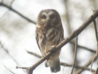 Saw-whet Owl