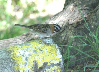 Ruofus-collared Sparrow
