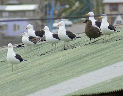 Kelp gulls & Chilean Skua