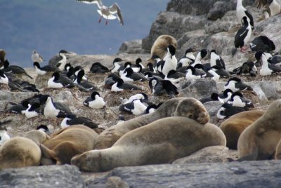 Southern Sea Lions & Imperial Cormorants